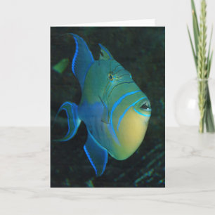 Carte de voeux Queen Triggerfish