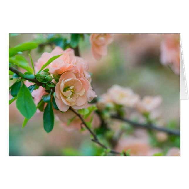 Carte de voeux Quince Flower Peach (Devant horizontal)