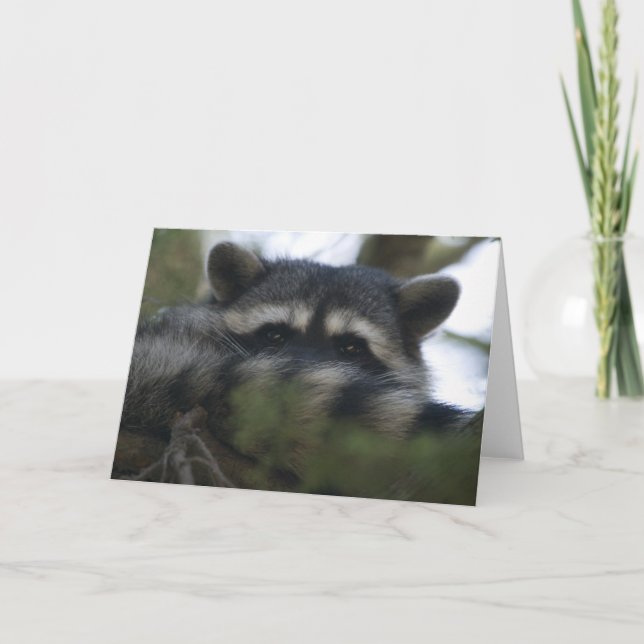Carte de voeux : Racoon (Devant)