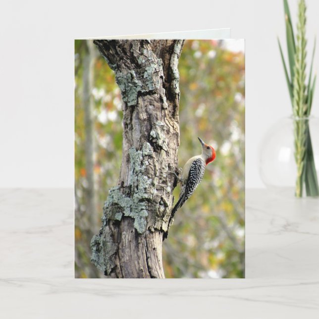 Carte de voeux Red Bellied Woodpecker (Devant)