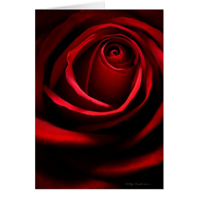 Carte de voeux Red Rose (Devant)