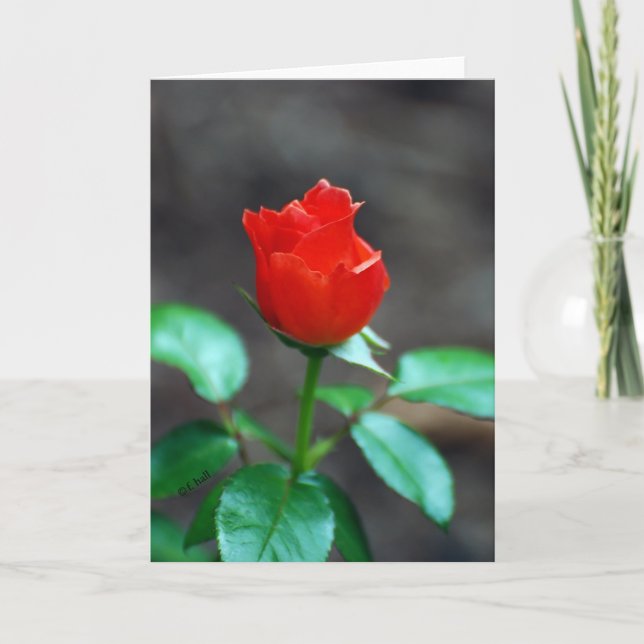 Carte de voeux Red Rose vierge à l'intérieur (Devant)
