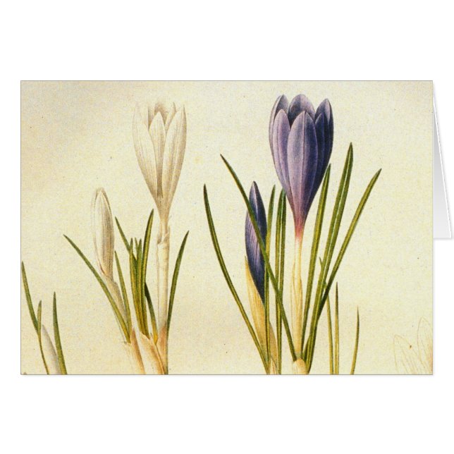 Carte de voeux Redoute Crocus vintage (Devant horizontal)