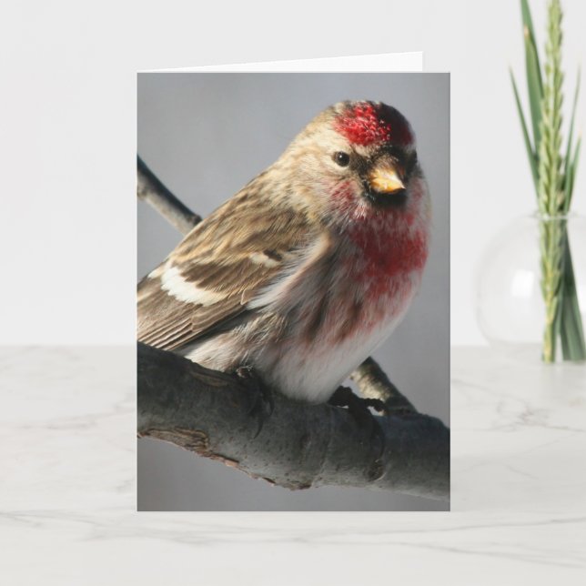 Carte de voeux Redpoll (Devant)
