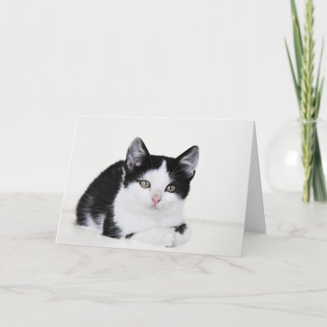 Carte de voeux réfléchie blanche noire de chaton (Devant)