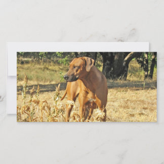 Carte de voeux Rhodesian Ridgeback