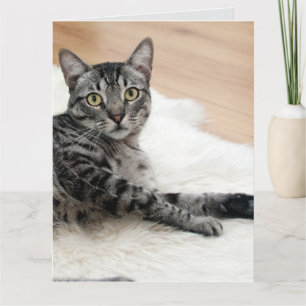 Carte de vœux romantique de chaton tigré