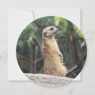 Carte de voeux ronde personnalisée Meerkat
