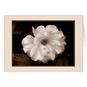 Carte de voeux 'Rose de printemps (Sepia)'