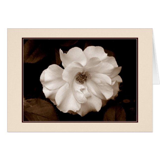 Carte de voeux 'Rose de printemps (Sepia)' (Devant horizontal)