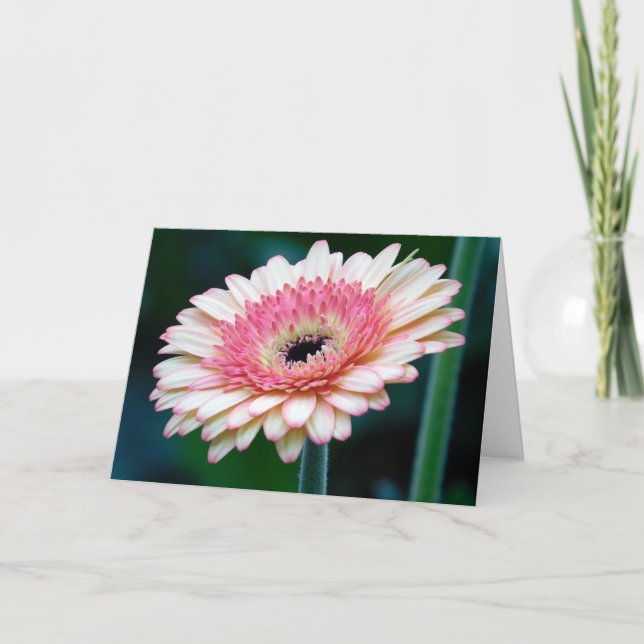 Carte de voeux rose Gerbera Daisy (Devant)