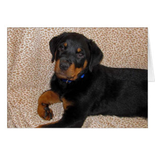 Carte de voeux Rottweiler Puppy Blank