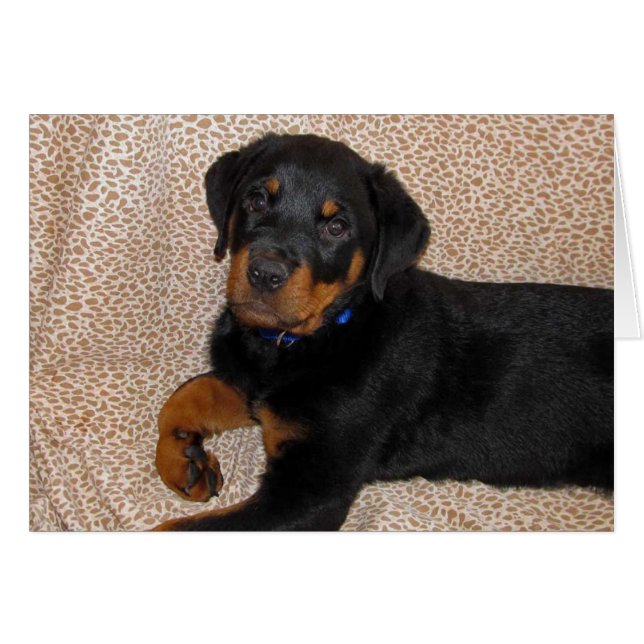 Carte de voeux Rottweiler Puppy Blank (Devant horizontal)