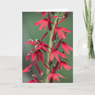 Carte de voeux rouge Cardinal Flower