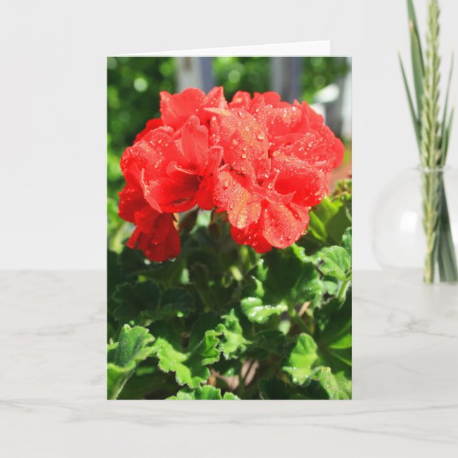 Carte de voeux rouge de fleur de géranium, carte (Devant)