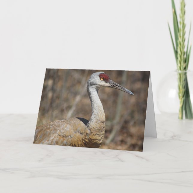 Carte de voeux Sandhill Crane! (Devant)