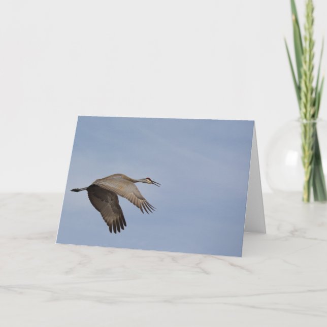Carte de voeux Sandhill Crane (Devant)