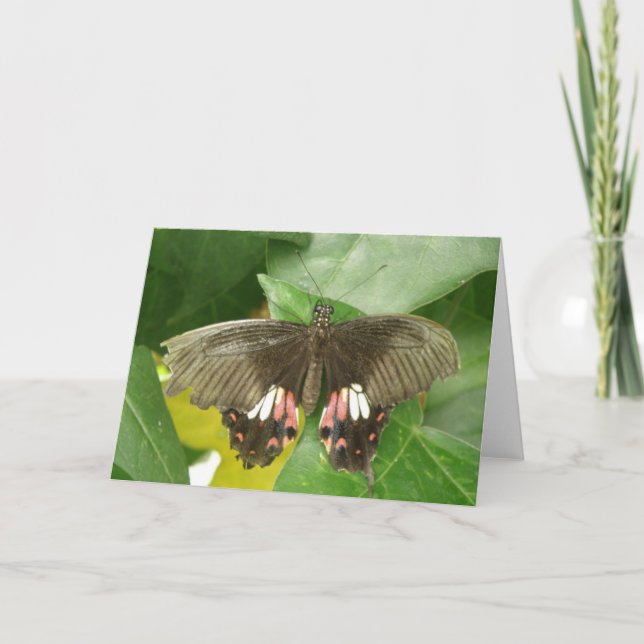 Carte de voeux Scarlet Swallowtail Button (Devant)