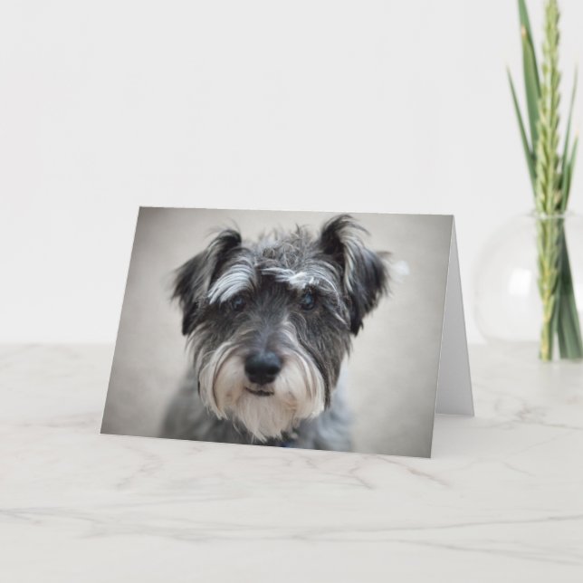 Carte de voeux Schnauzer Chien (Devant)