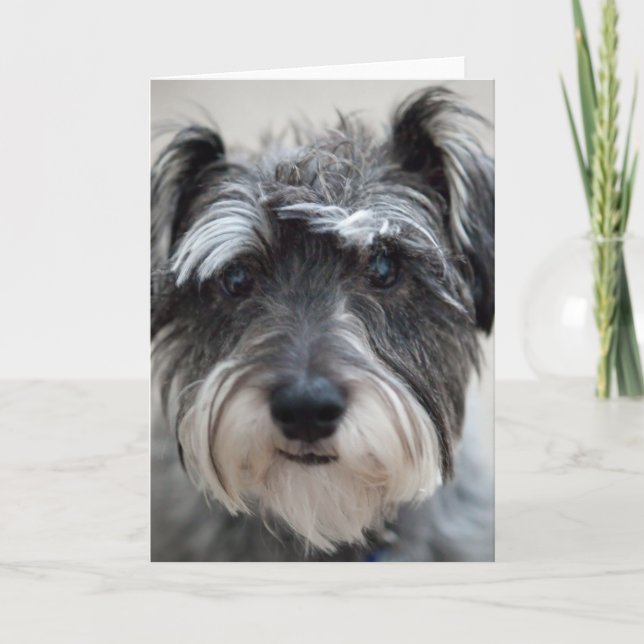 Carte de voeux Schnauzer Chien (Devant)