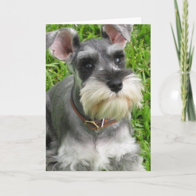 Carte de voeux Schnauzer miniature (Devant)