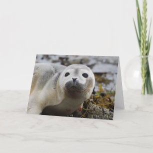 Carte de voeux Seal Pup