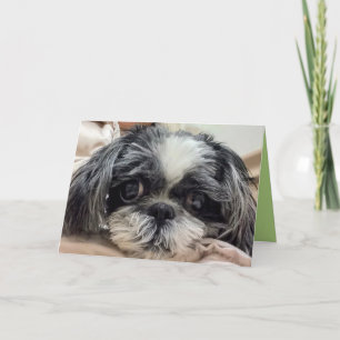 Carte de voeux Shih Tzu Girl