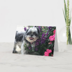 Carte de voeux Shih Tzu Girl
