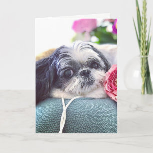 Carte de voeux Shih Tzu Girl Blank