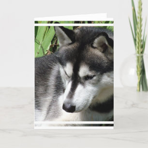 Carte de voeux Sibérienne Husky Profil