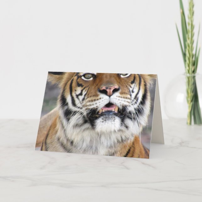 Carte de voeux Silly Tiger (Devant)