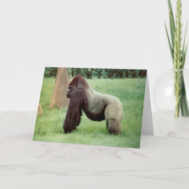 Carte de voeux Silverback Gorilla (Devant)