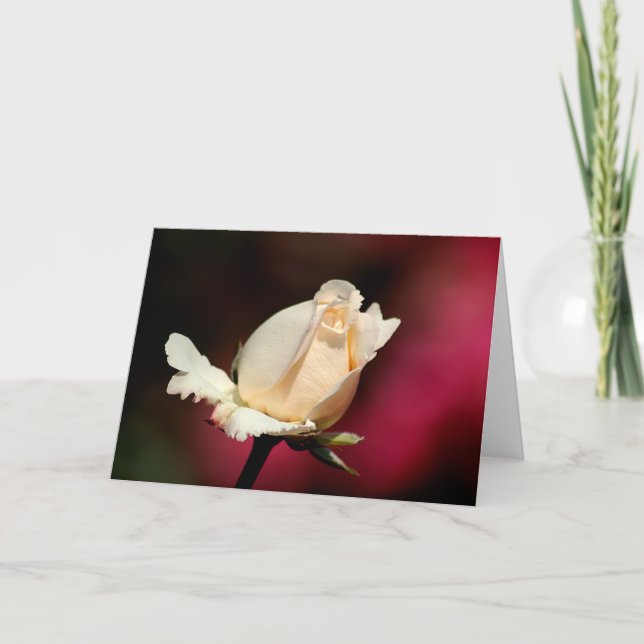 Carte de voeux simple de rose blanc (Devant)