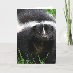 Carte de voeux Skunk Photo