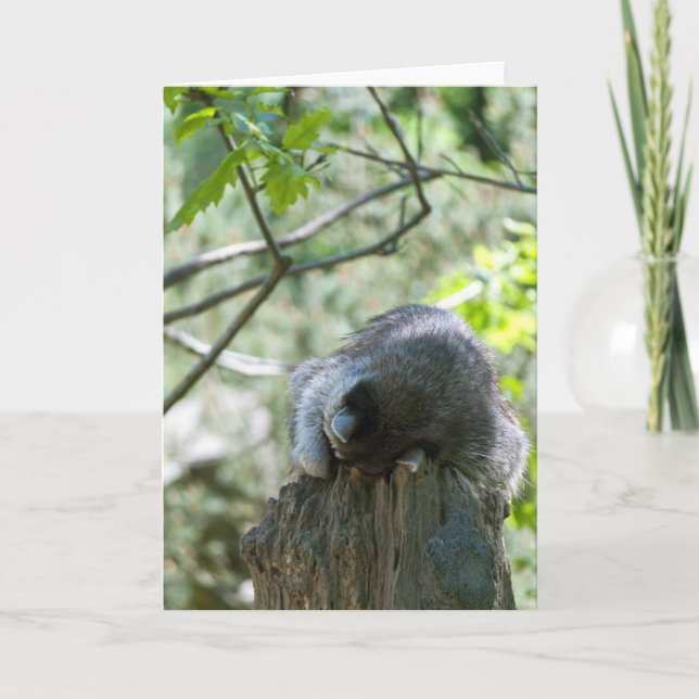 Carte de voeux Sleeping Raccoon (Devant)