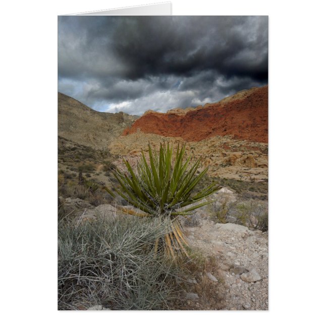 Carte de voeux Southwest Blank All Occasion (Devant)