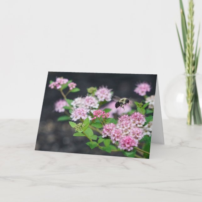 Carte de voeux - Spirea rose avec abeille (Devant)