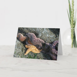 Carte de voeux : Starfish