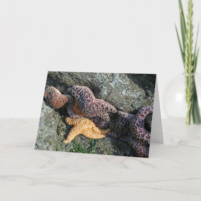 Carte de voeux : Starfish (Devant)