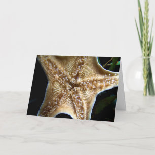 Carte de voeux Starfish