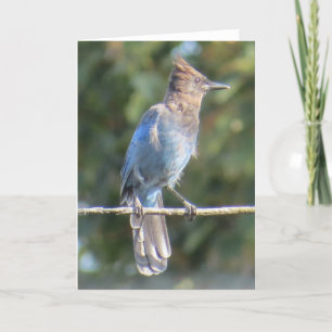Carte de voeux Steller's Jay