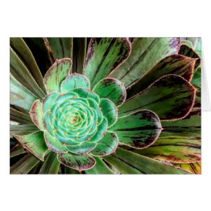 Carte de voeux Succulent aeonium