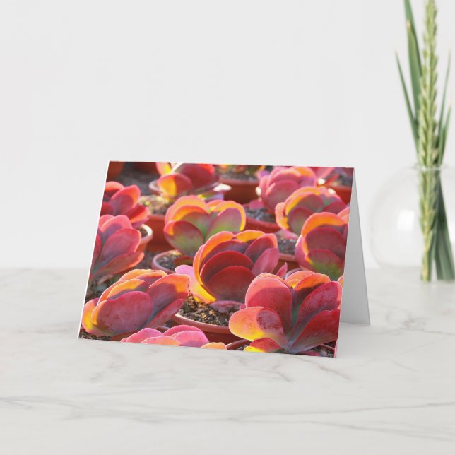 Carte de voeux Succulente Plante Red Paddle (Devant)