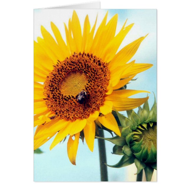 Carte de voeux Sunflower Blue Sky (Devant)