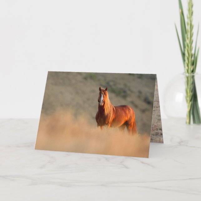 Carte de voeux Sunrise Stallion Wild Horse (Devant)