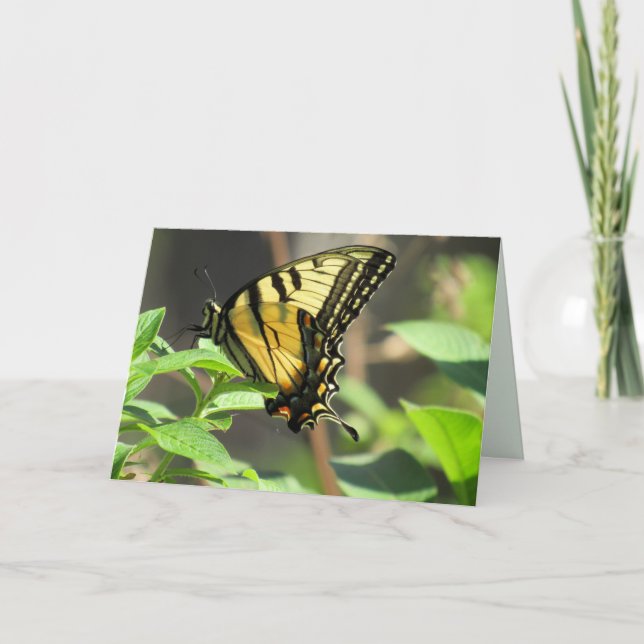 Carte de voeux Swallowtail Butterfly (Devant)