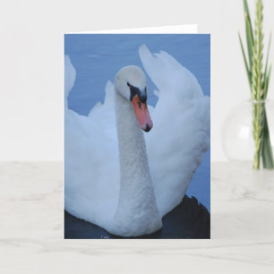 Carte de voeux Swan