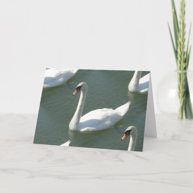 Carte de voeux - Swans in Color (Devant)
