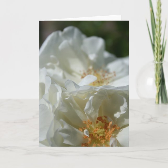 Carte de voeux Sweet Wild White Roses (Devant)