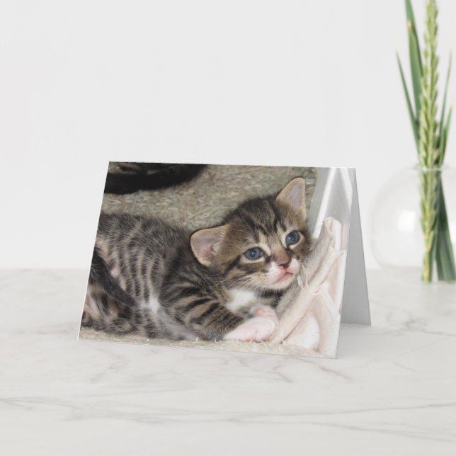 Carte de voeux Tabby adorable (Devant)